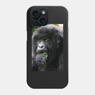 Juvenile Mountain Gorilla Eating, Kwitonda Group, Rwanda, East Africa Phone Case