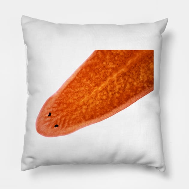 Planaria worm under the microscope Pillow by SDym Photography