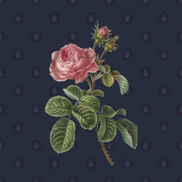 Rose Flower Vintage Botanical Illustration by Biophilia