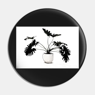 Monstera pot plant with leaves in casual fashion in white pot isolated on black on white background. Pin