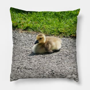 Young Gosling Sitting on The Pavement Pillow