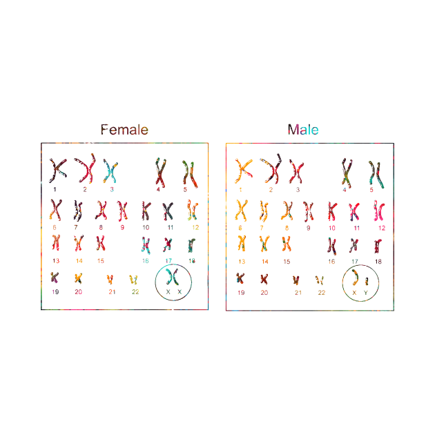 Female and male Chromosome idiogram by erzebeth