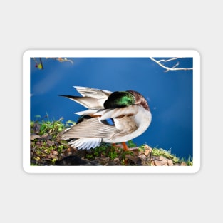 Duck / Swiss Artwork Photography Magnet