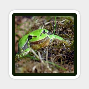 r673/  A Kind Frog Palmé -Grenouille verte palmé  " simply life " to Okaio Créations - Olavia-Olao Magnet