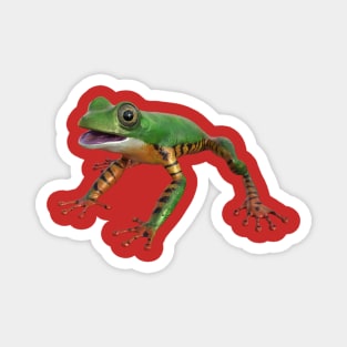 Tiger leg monkey tree frog Magnet