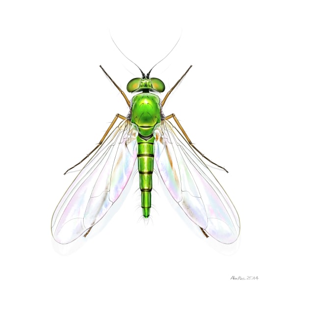 Stilt Legged Fly by AlexRiesArt