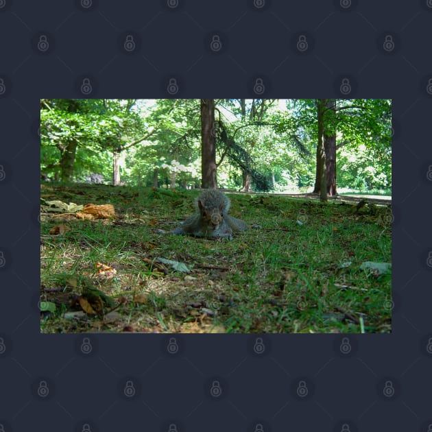 Nature Squirrel Prone in Park by ellenhenryart