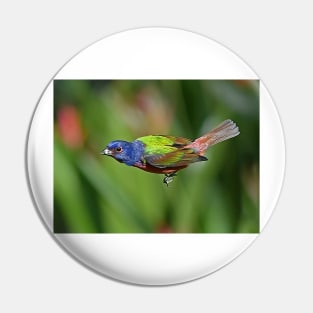 Painted Bunting Bird in Flight Pin