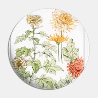 Chrysanthemum (1896) Pin