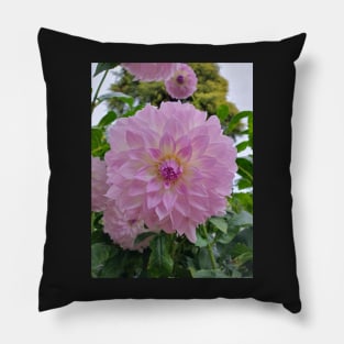 Pale Purple Dahlia Pillow