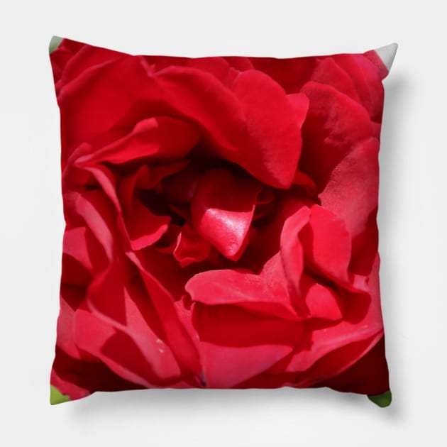 Red Rose Photo Pillow by Christine aka stine1