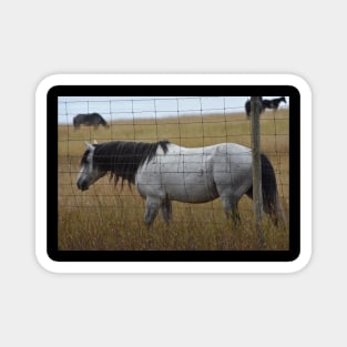 Grey Wild Horse Magnet