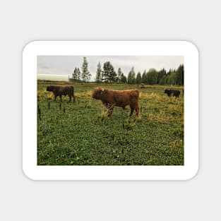 Scottish Highland Cattle Bulls 2080 Magnet