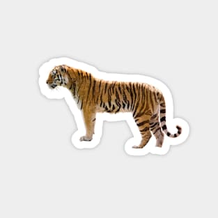 Tiger Magnet