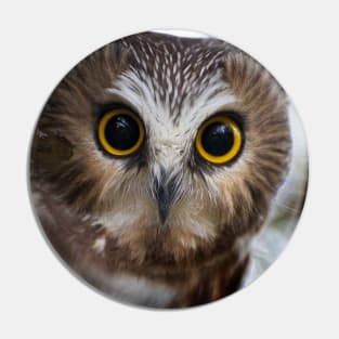 Northern Saw Whet Owl Portrait Pin