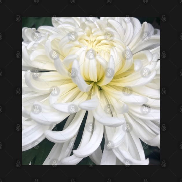 The DeLight of the White Blooming Dahlia by Photomersion