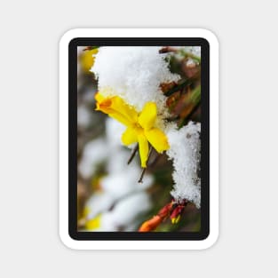 Yellow flower in a crown of fresh snow Magnet