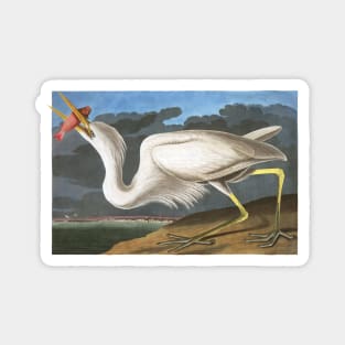 Audubon Great White Heron Magnet