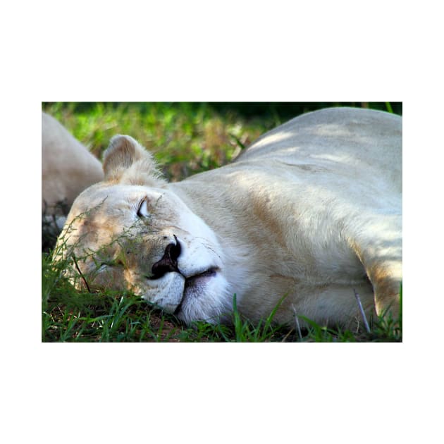 Sleeping White Lion by Carole-Anne