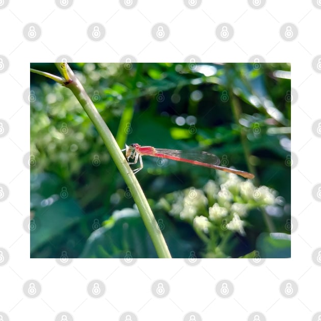 Red Dragonfly Eating Small Butterfly by Vikinoko Micro Photography