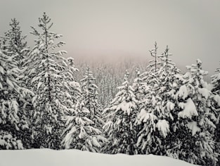 foggy fir forest Magnet