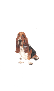 Senior Dog Adoption T-Shirt for Basset Hound Dog Lovers Magnet