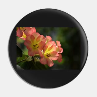 Sunlit flowers Pin