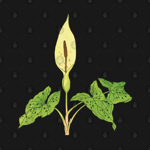 Arum maculatum - botanical illustration by chimakingthings