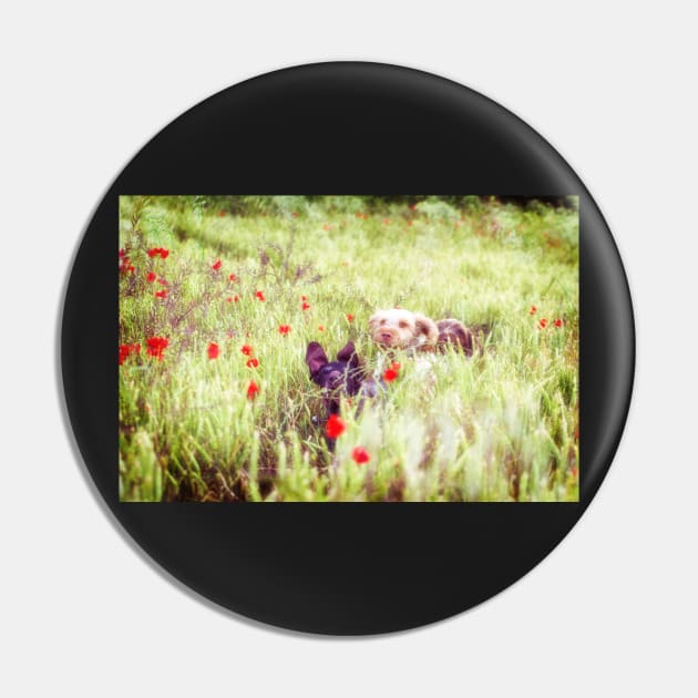 Poppy Adventure Spinone Pin by heidiannemorris