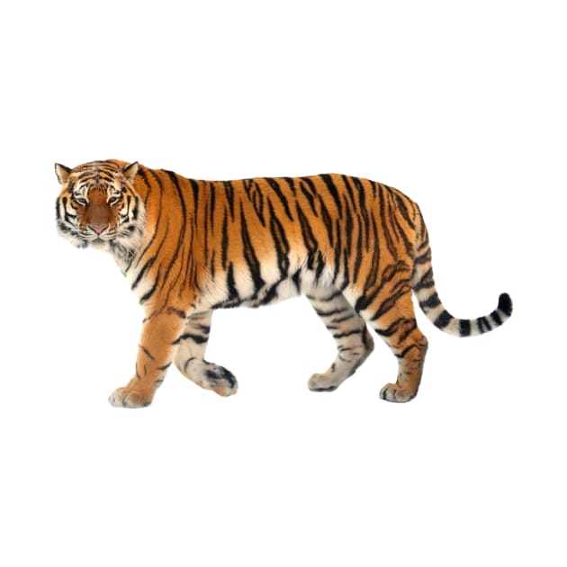 Siberian Tiger by Endangered Animals