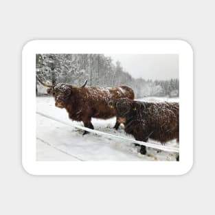 Scottish Highland Cattle Cow and Calf 1599 Magnet