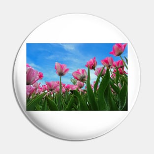 Pink Tulip Fields Pin