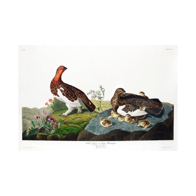 Willow Grouse, or Large Ptarmigan from Birds of America (1827) by WAITE-SMITH VINTAGE ART