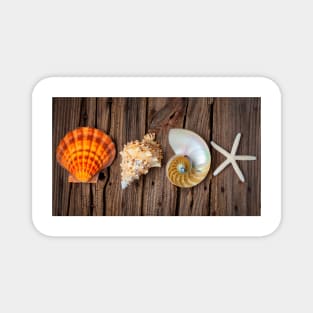 Four Lovely Shells And White Starfish Magnet