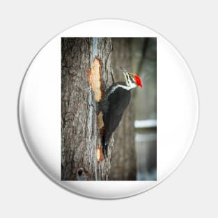 Piletated Woodpecker Pin