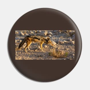 Black backed Jackal. Pin