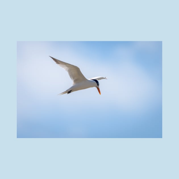 Royal Tern In Flight by Debra Martz