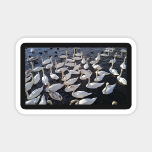 Swans in Water Magnet