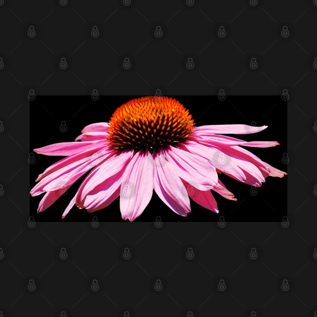 Echinacea Purpurea on White Background by jojobob