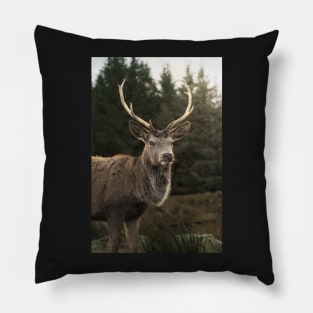Sunlight Deer Pillow