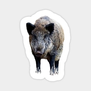 Wild boar Magnet