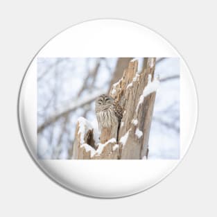 Barred owl in a tree stump Pin