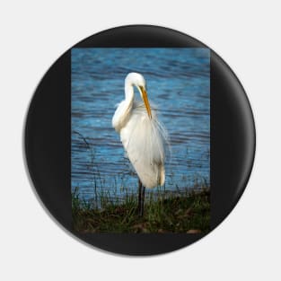 Eastern Great Egret, Maleny, Queensland Pin