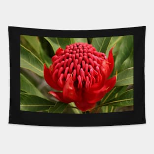 Waratah flame Tapestry