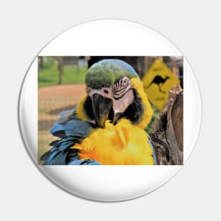 Beautiful Ara Parrot Photo Pin