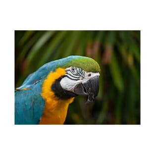 Blue and Gold Macaw Parrot T-Shirt