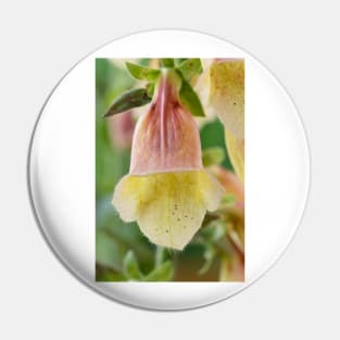 Digitalis  &#39;Polkadot Pippa&#39;  Foxglove Pin