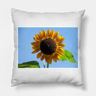 Sunflower Series XII Pillow