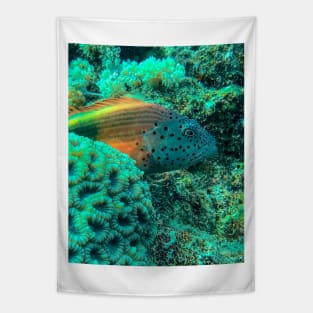 Freckled hawkfish Tapestry
