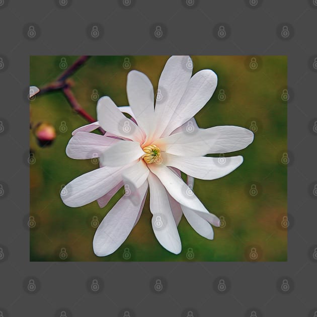 Magnolia by ikshvaku
